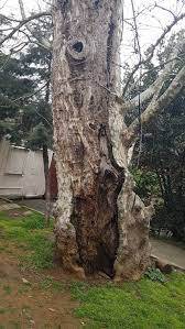 118 Yaşındaki Çınar Ağacının Bakımı Yapıldı